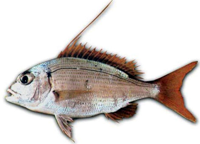 Dentex gibbosus_04.jpg